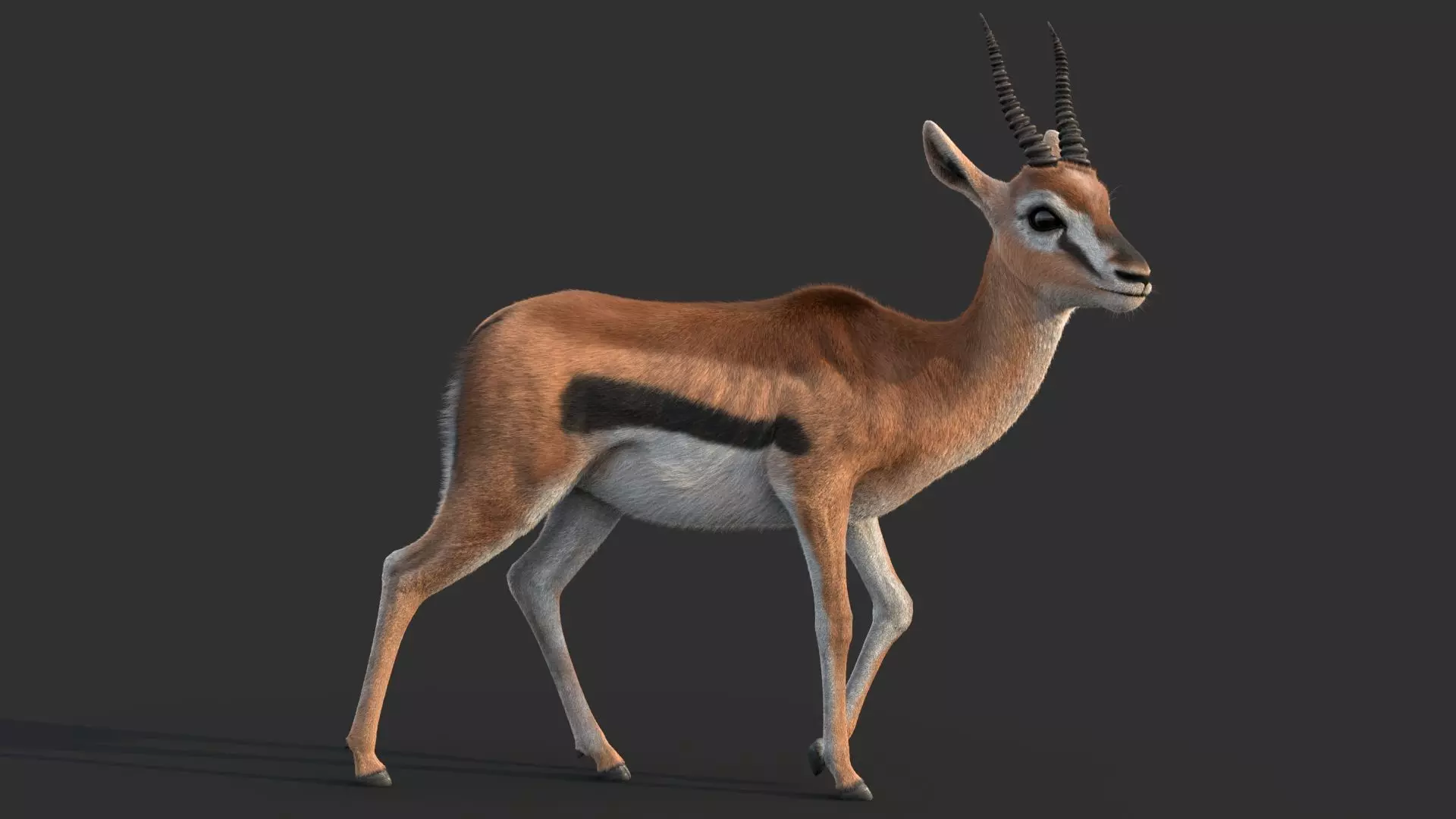 Gazelle 2 FUR 3D model_2