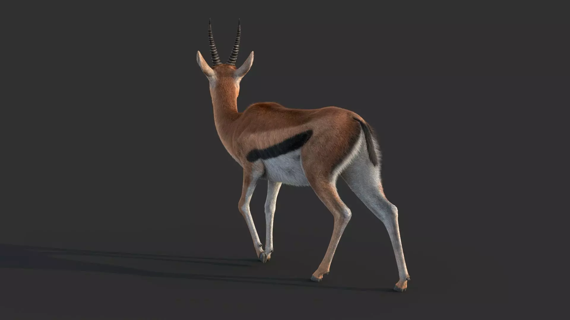 Gazelle 2 FUR 3D model_10