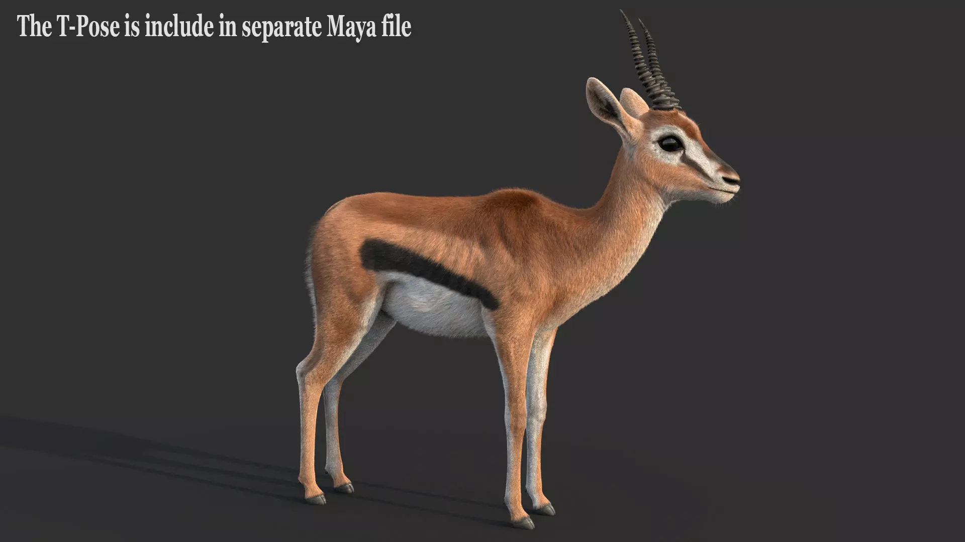 Gazelle 2 FUR 3D model_11