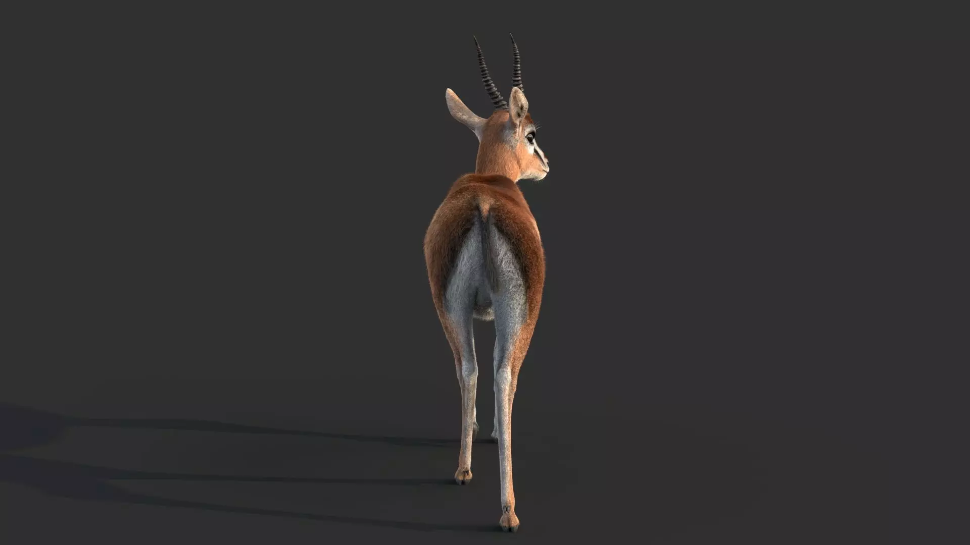 Gazelle 2 FUR 3D model_6