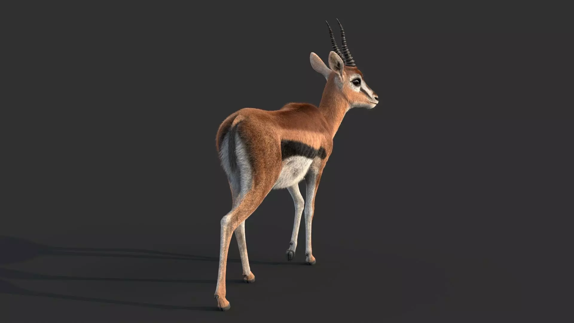 Gazelle 2 FUR 3D model_9