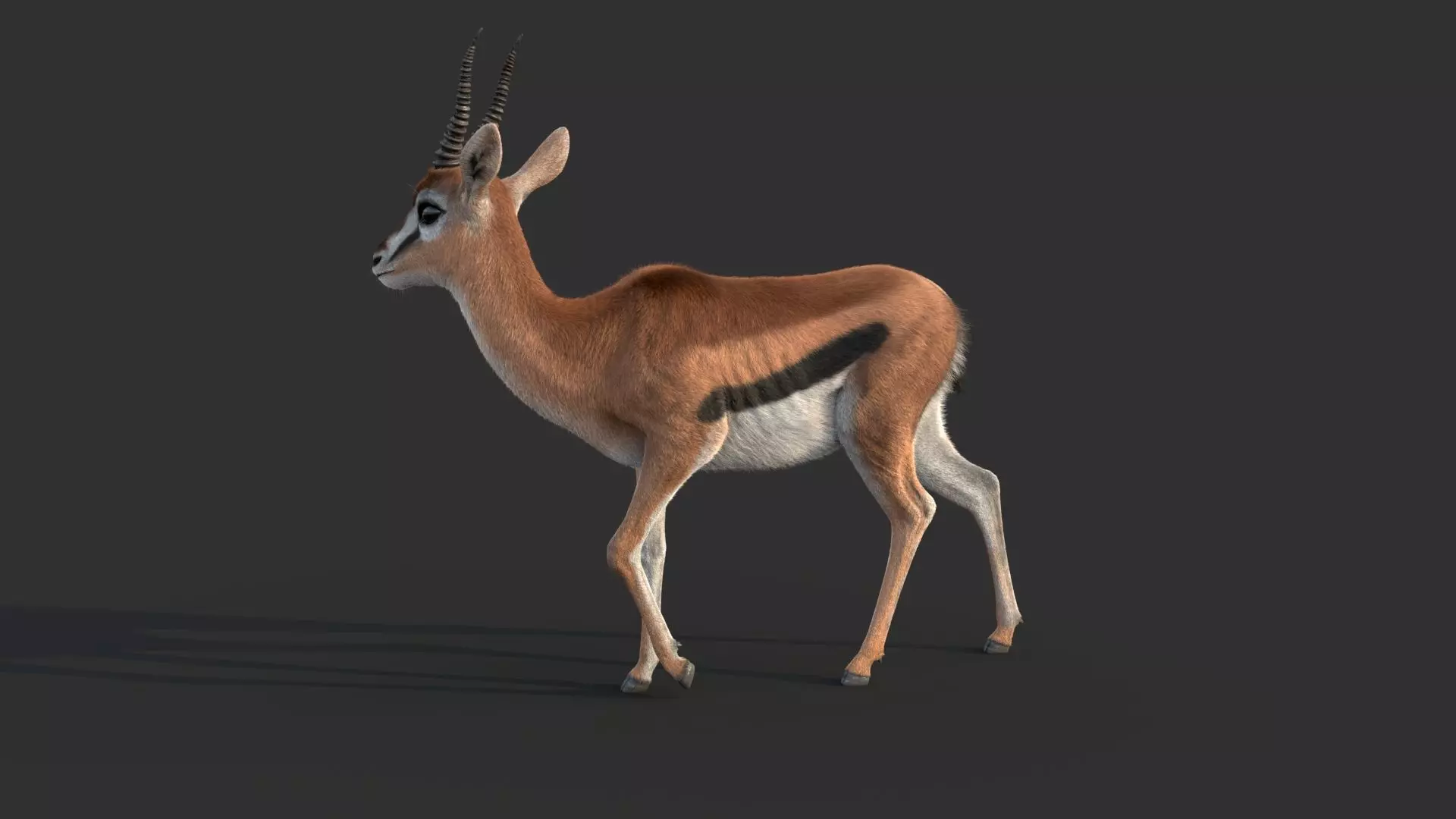 Gazelle 2 FUR 3D model_7