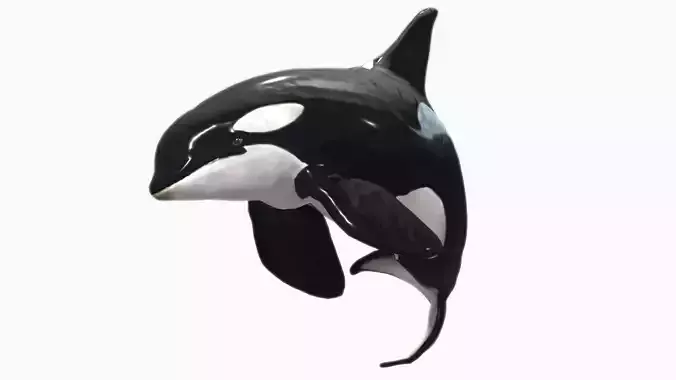Orca Whale