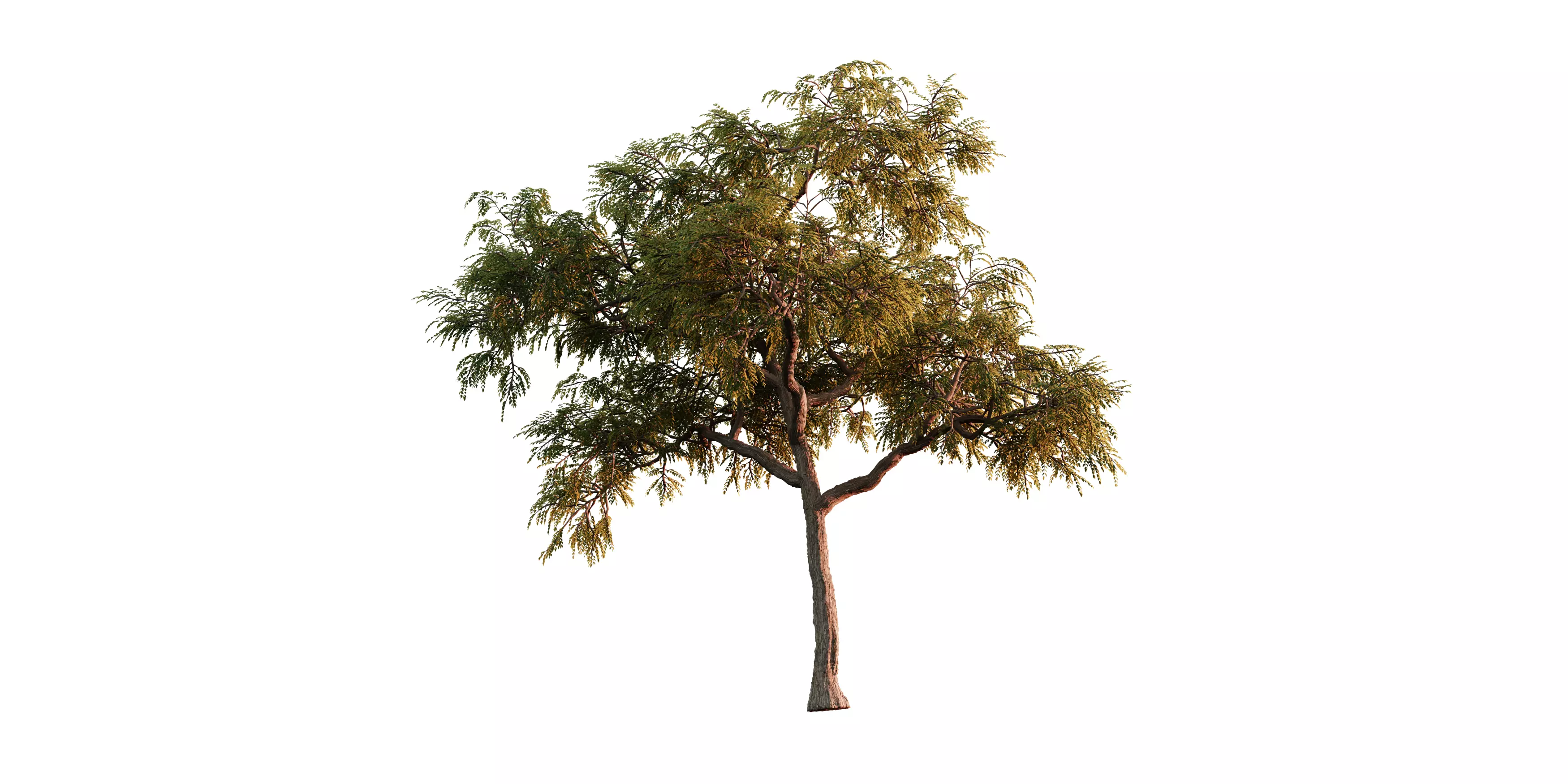 Honeylocust Tree 01 Free 3D model_1