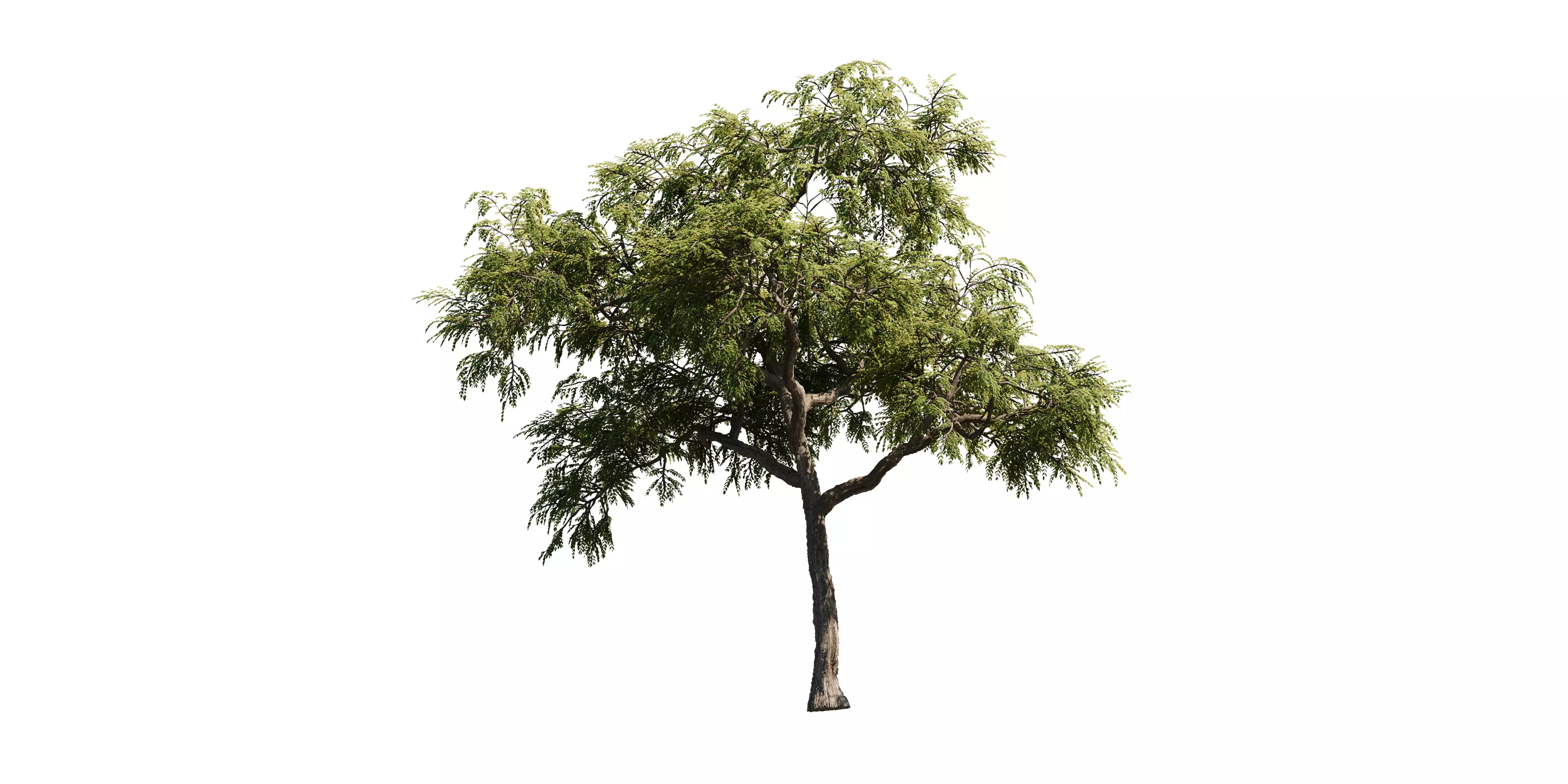 Honeylocust Tree 01 Free 3D model_2