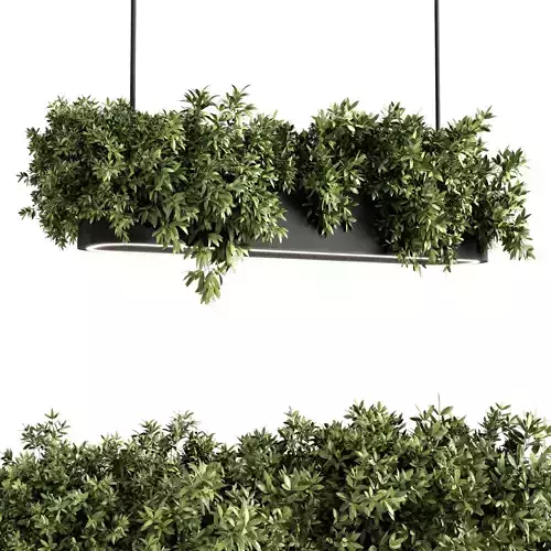 Indoor plants- Plants - set180