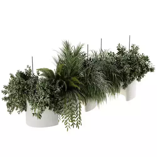 Indoor plants- Hanging Plants - set181