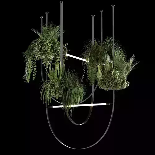 Indoor plants- Hanging Plants - set182
