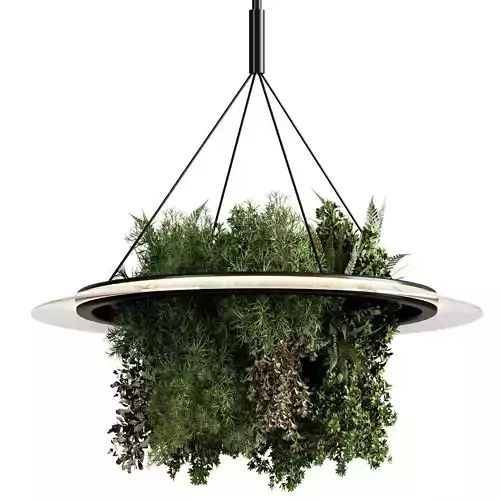 Indoor plants- Hanging Plants - set183