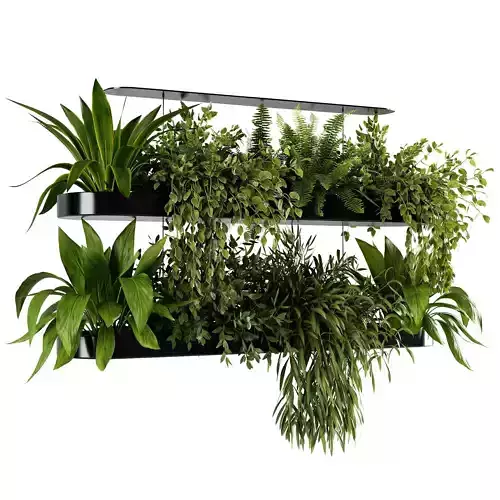 Indoor plants- Hanging Plants - set184