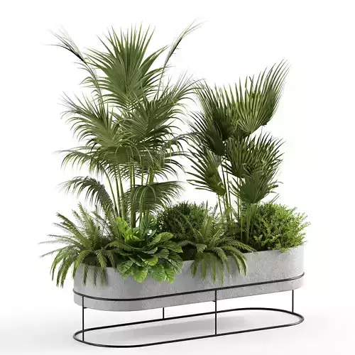 Indoor plants- Plants in box - set185