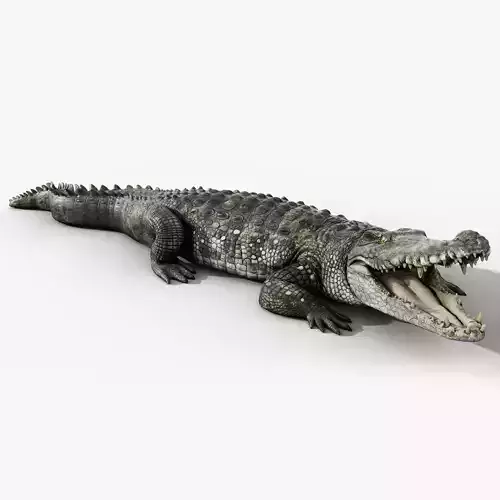 Crocodile Rigged
