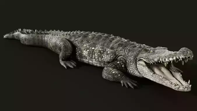 Crocodile Rigged