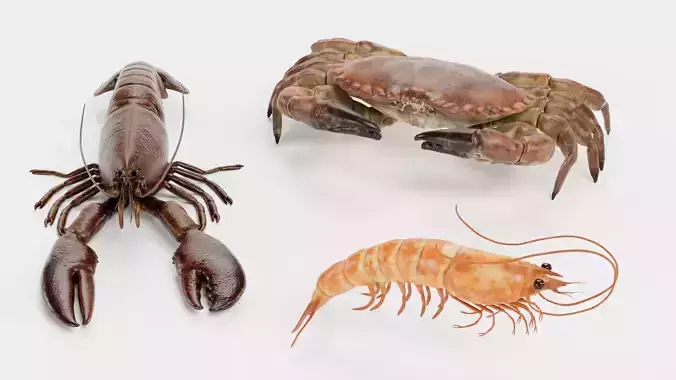 Shrimp Crab Lobster - Crustacean Collection 3D model 4