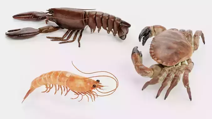 Shrimp Crab Lobster - Crustacean Collection 3D model 3