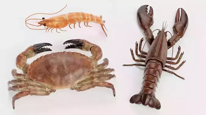 -Crustacean Collection -Shrimp and Crab and Lobster-