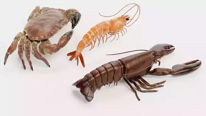 Shrimp Crab Lobster - Crustacean Collection 3D model 5