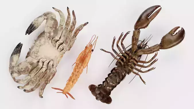 Shrimp Crab Lobster - Crustacean Collection 3D model 6