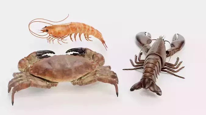 Shrimp Crab Lobster - Crustacean Collection 3D model 2