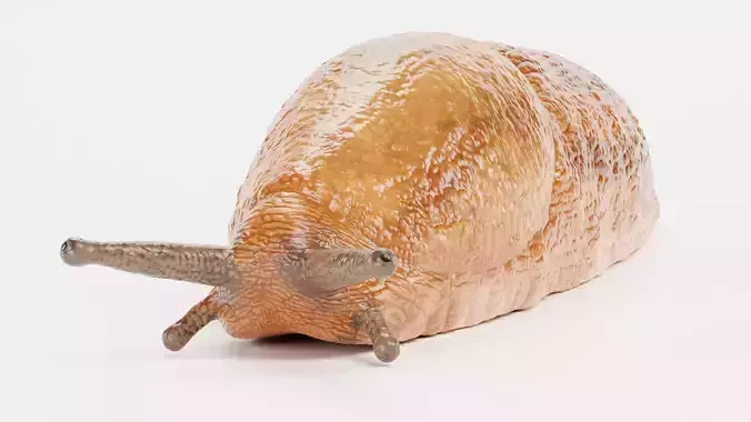 Dusky Slug - Arion Fuscus