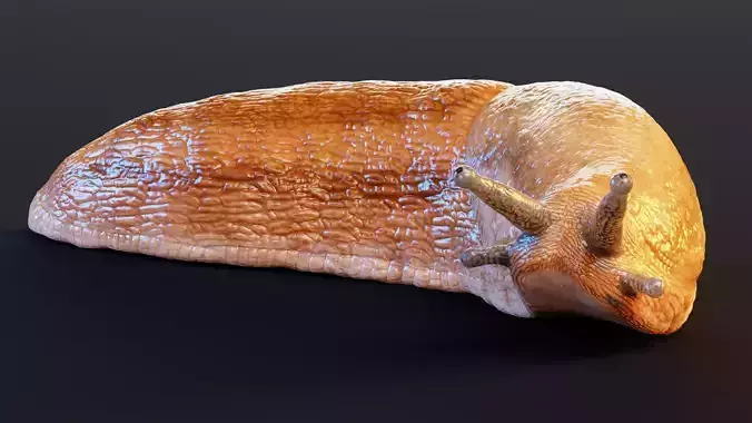 Dusky Slug - Arion Fuscus Rigged with Crawl Animation