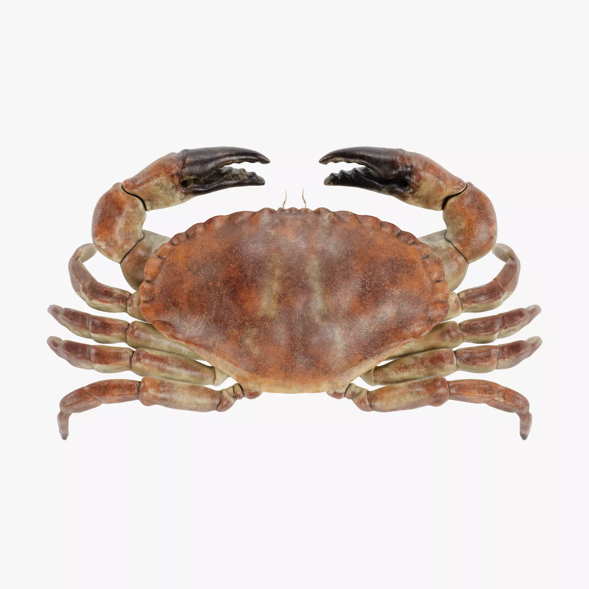 Edible Crab - Realistic Crustacean 3D model_18