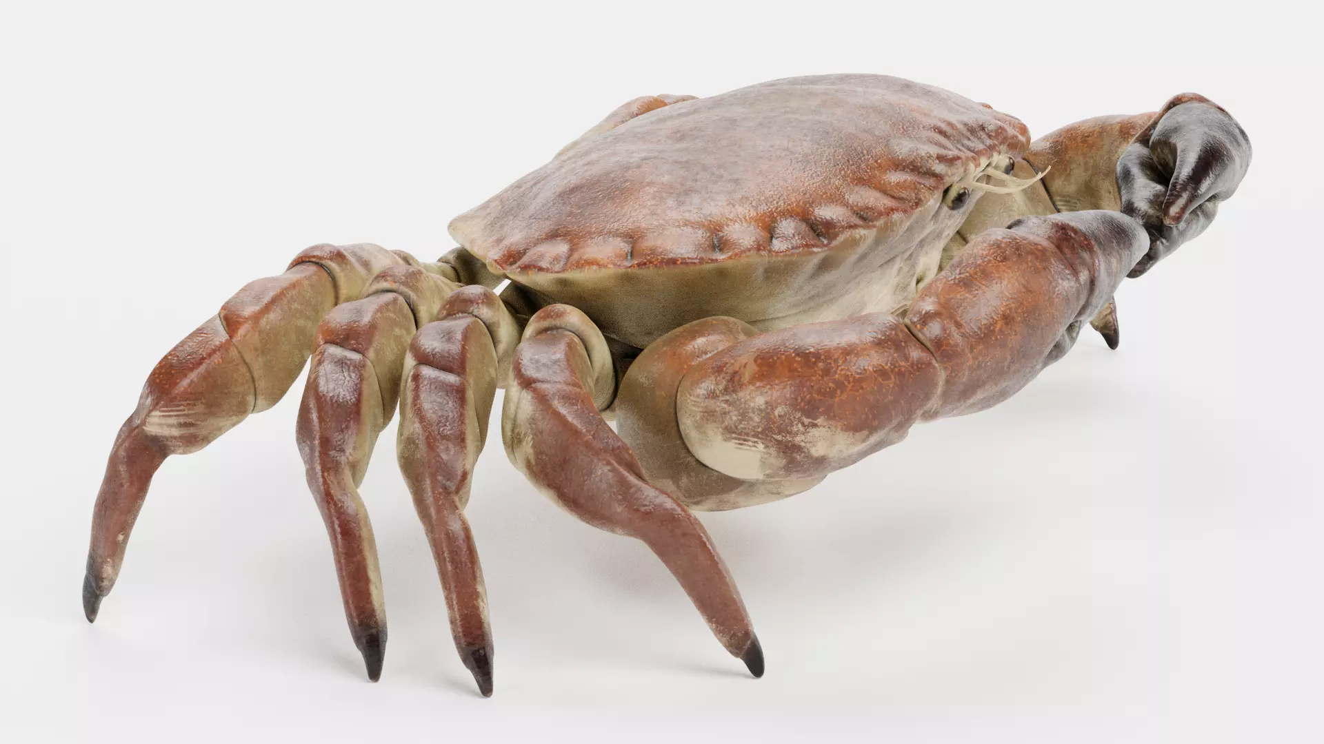 Edible Crab - Realistic Crustacean 3D model_6