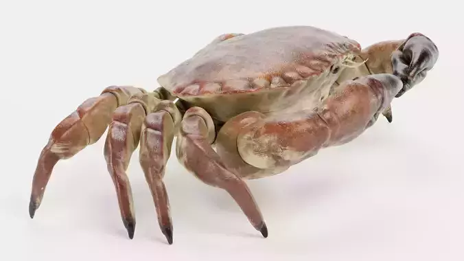 Edible Crab - Realistic Crustacean 3D model 7