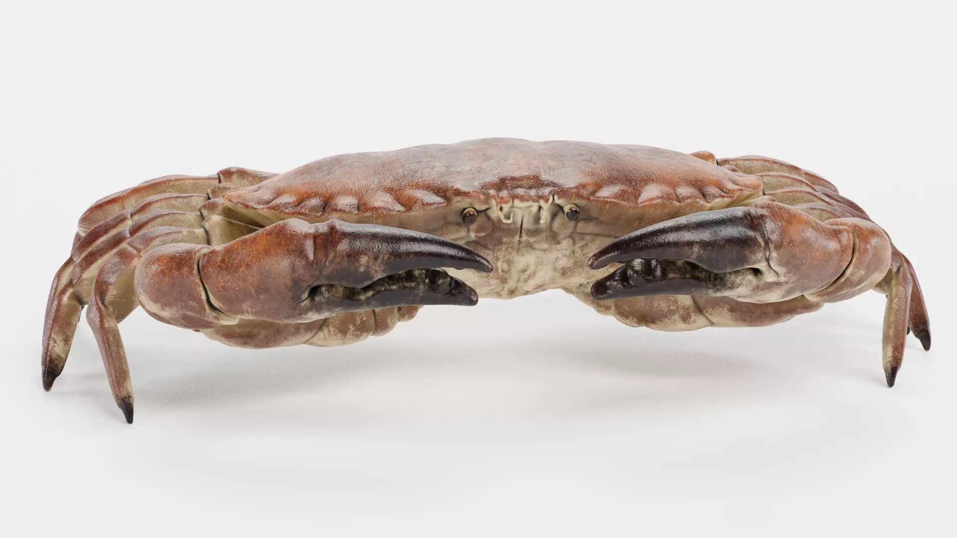 Edible Crab - Realistic Crustacean 3D model_5