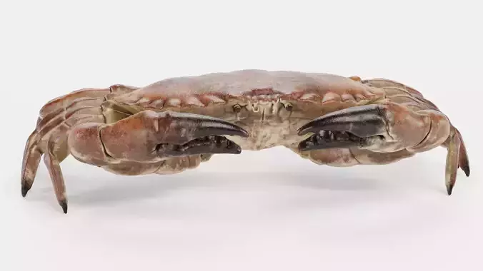Edible Crab - Realistic Crustacean 3D model 6