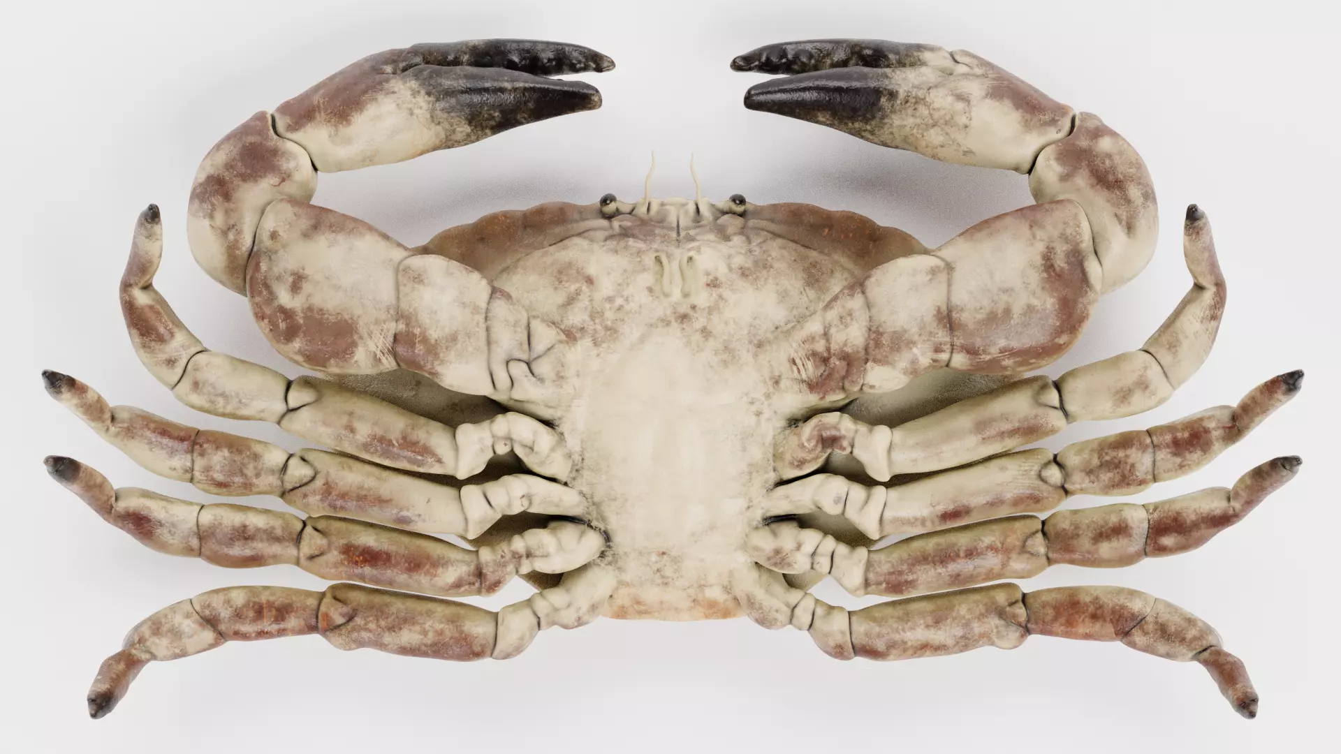 Edible Crab - Realistic Crustacean 3D model_8