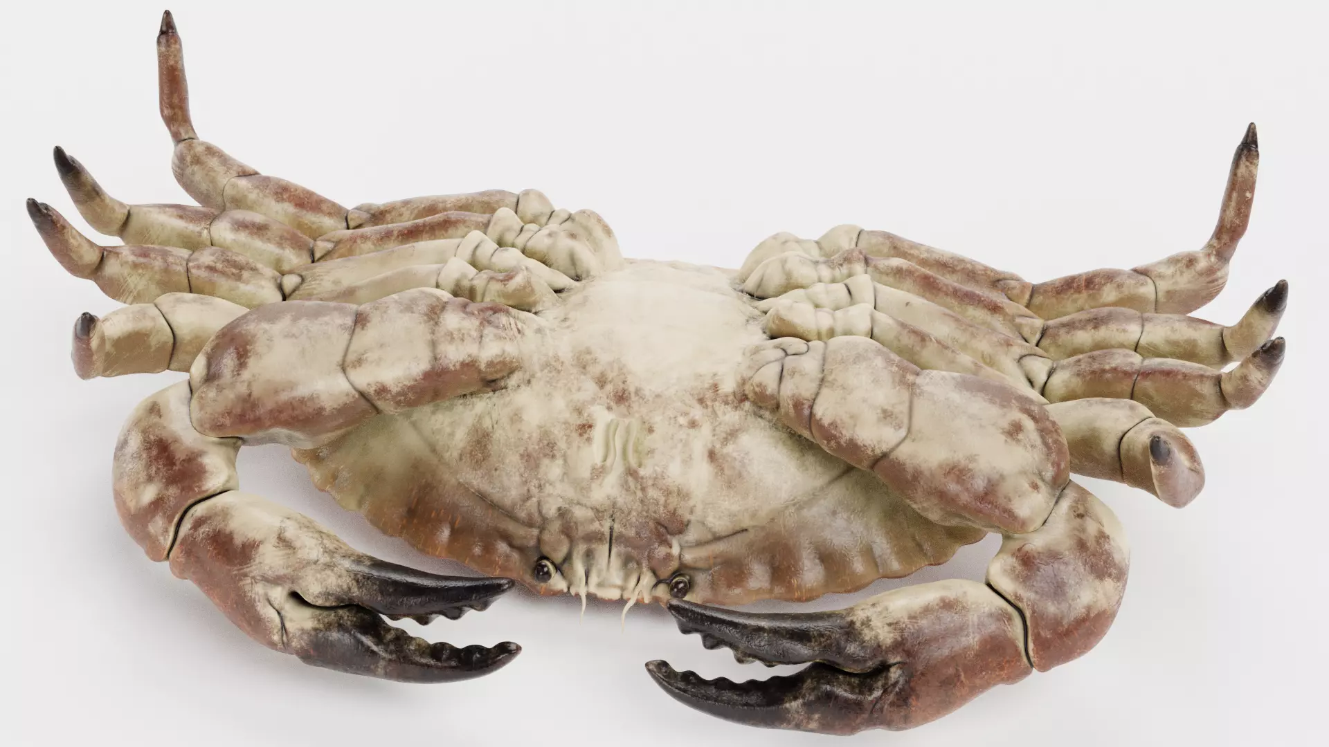 Edible Crab - Realistic Crustacean 3D model_9