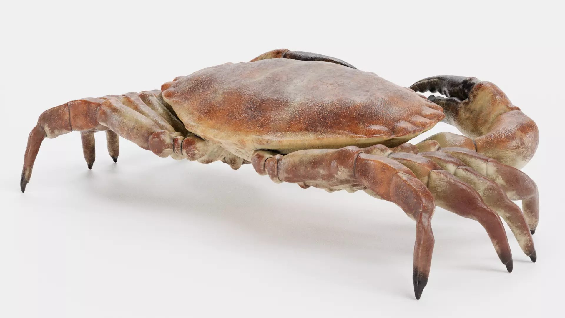 Edible Crab - Realistic Crustacean 3D model_7