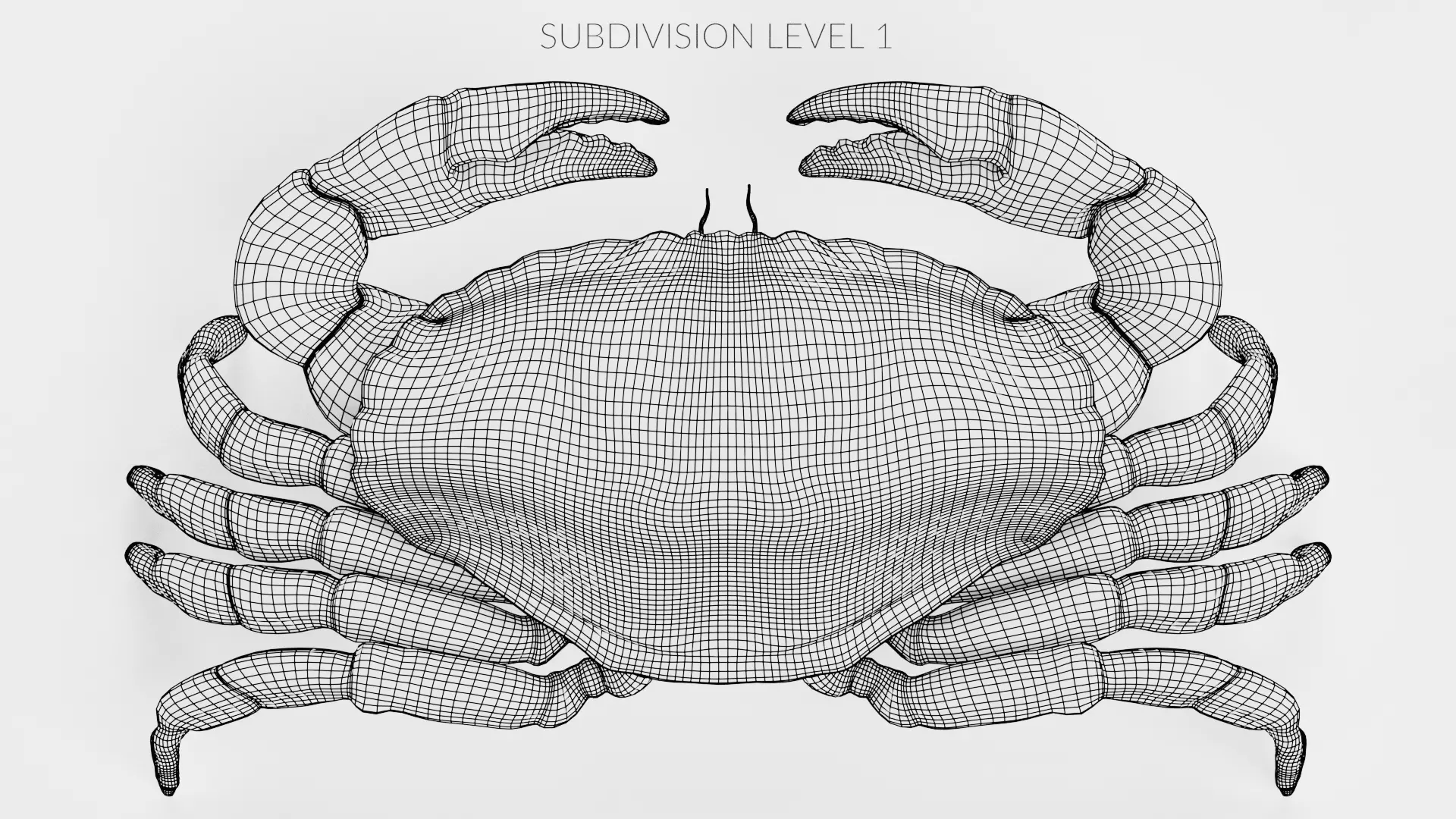 Edible Crab - Realistic Crustacean 3D model_13