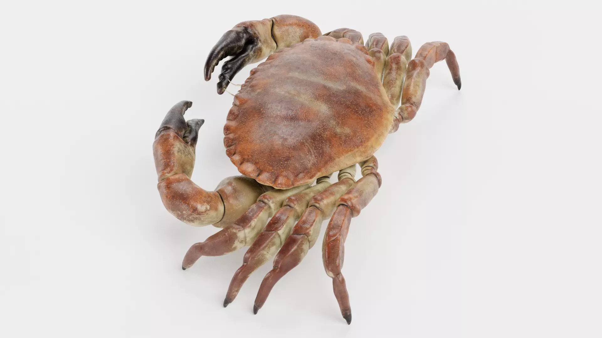 Edible Crab - Realistic Crustacean 3D model_2