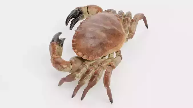 Edible Crab - Realistic Crustacean 3D model 3