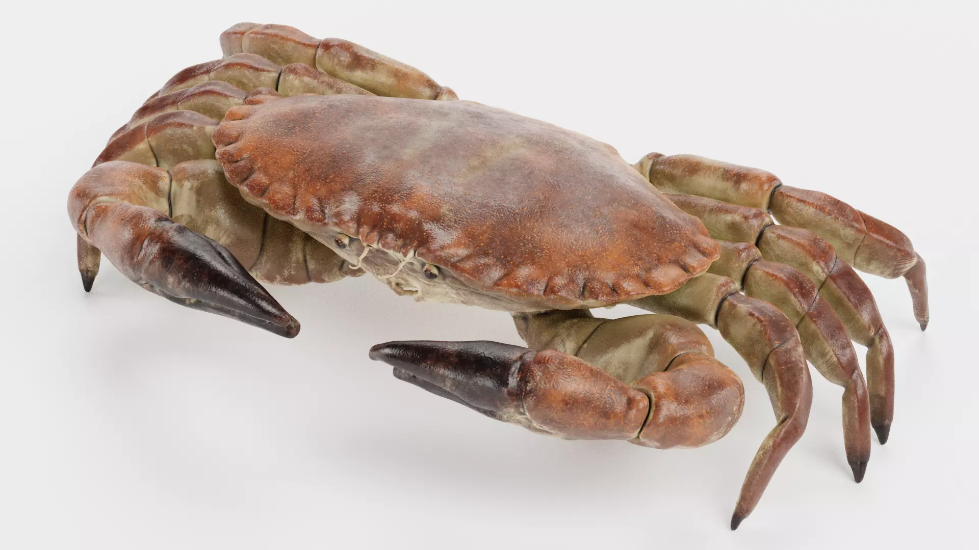 Edible Crab - Realistic Crustacean 3D model_3