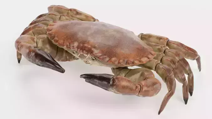 Edible Crab - Realistic Crustacean 3D model 4