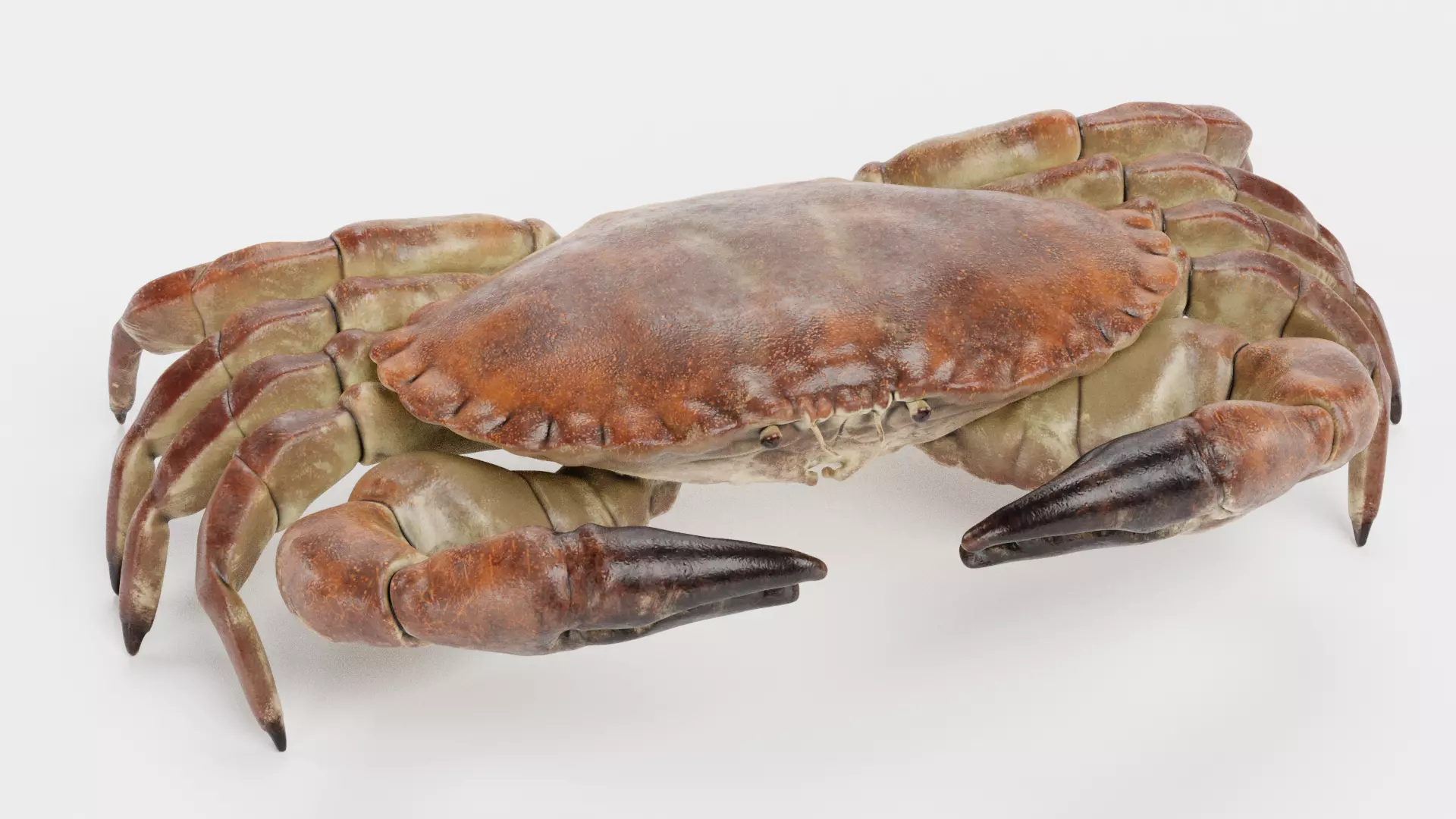 Edible Crab - Realistic Crustacean 3D model_4