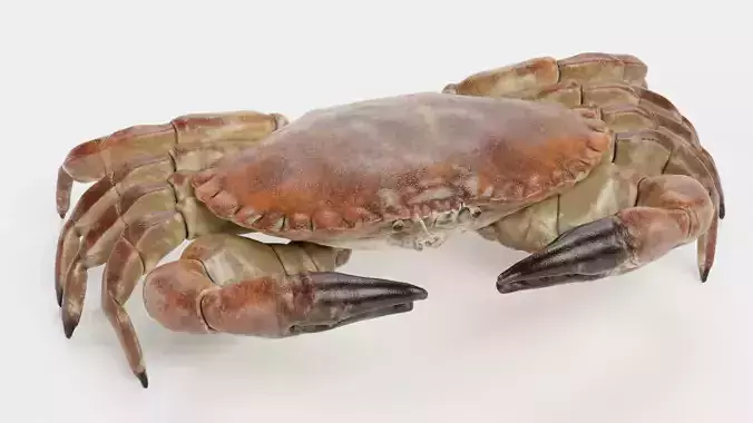 Edible Crab - Realistic Crustacean 3D model 5