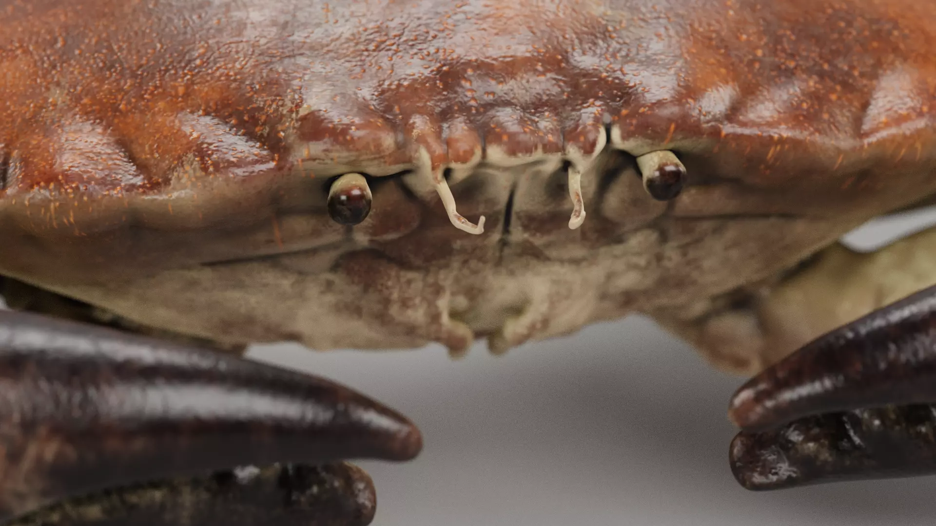 Edible Crab - Realistic Crustacean 3D model_10