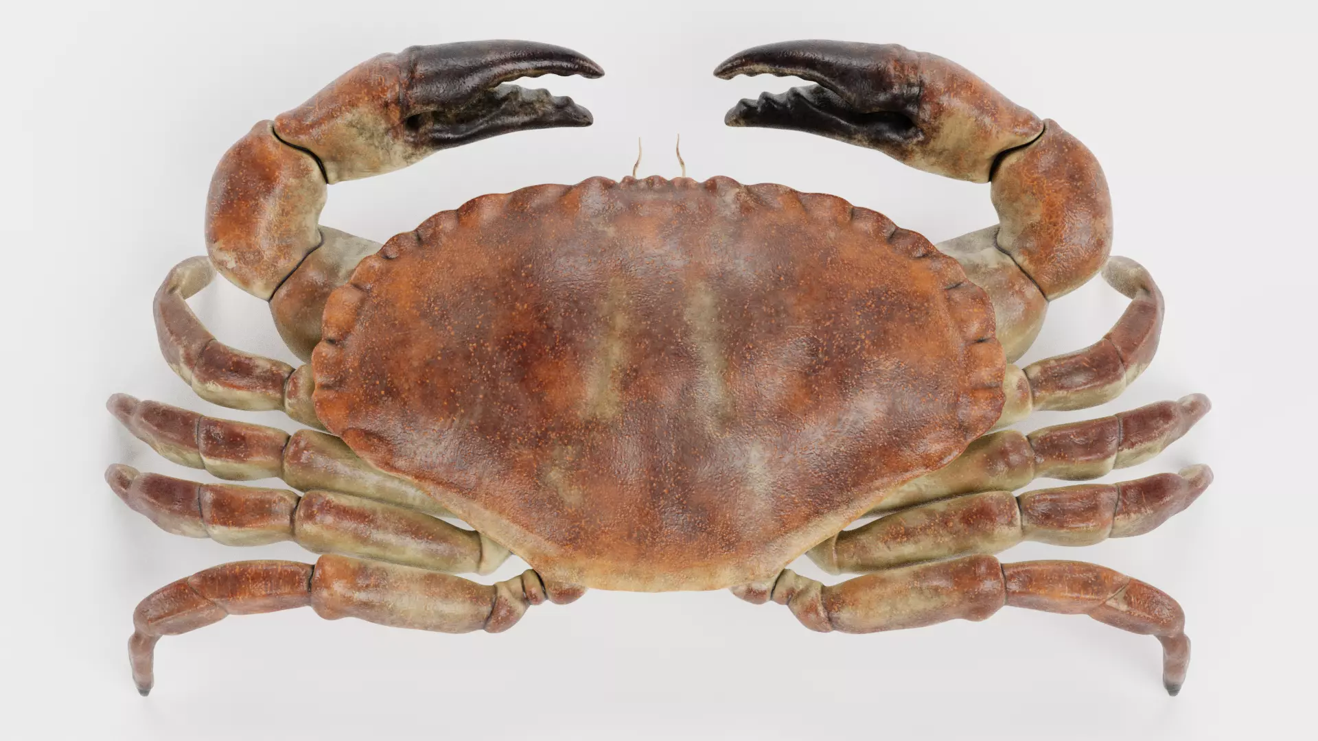 Edible Crab - Realistic Crustacean 3D model_0