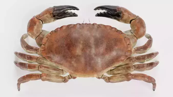 Edible Crab - Realistic Crustacean