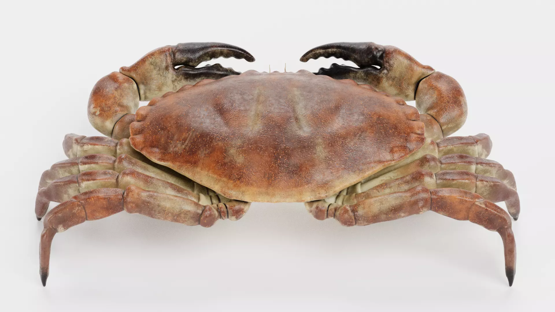 Edible Crab - Realistic Crustacean 3D model_1