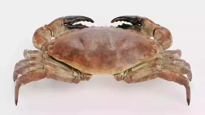Edible Crab - Realistic Crustacean 3D model 2