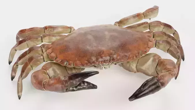 Edible Crab - Realistic Crustacean Rigged