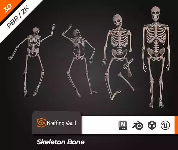 Skeleton Bone