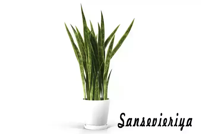 Sansevieria snake plant 3D model