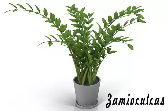 Zamioculcas plant in pot