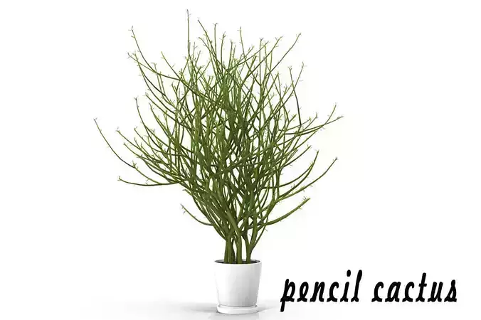 Pencil cactus